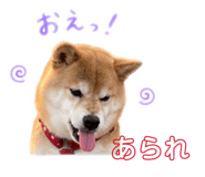 845377055