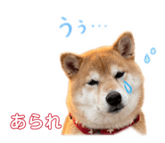 845377056