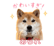 845377062