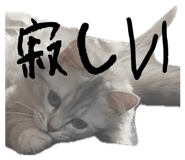845380116