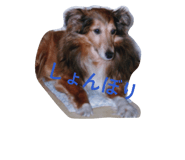 845385551