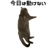 845394009