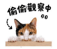 845409142