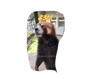 845420910