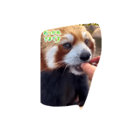 845420911