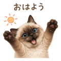 845426425