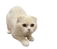 845428666