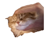 845430382