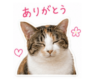845430806