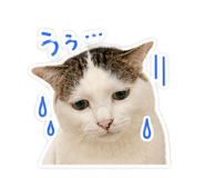 845435037