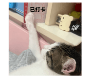 845435088