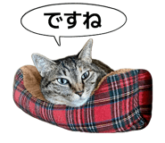 845443699
