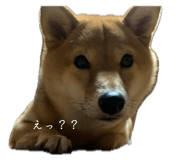 845444976