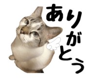 845445355