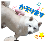 845446575