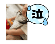 845447355