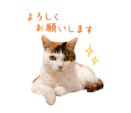 845447465