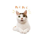 845447474