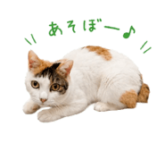 845447475