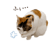 845447486