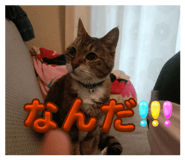 845447635