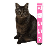 845463155