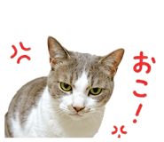845463800