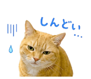 845463805