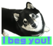845465557