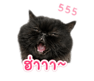 845465690