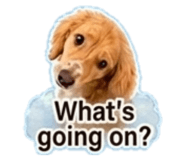 845466555