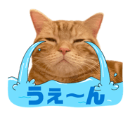 845469900