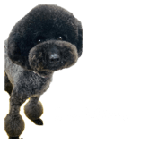 845471555