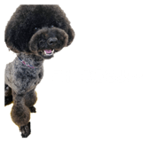 845471557