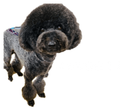 845471560