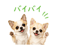 845477999