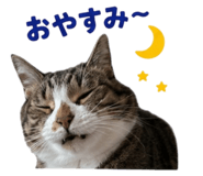 845481338