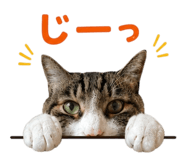 845481340
