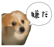 845490900