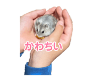 845491105