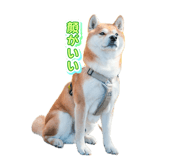 845503585
