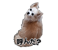 845505217