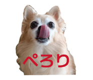 845505219