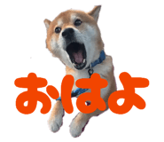 845507537