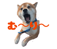 845507544