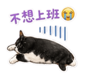 845509567