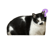 845510515
