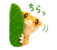 845521925