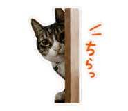 845523666