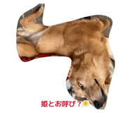 845526587